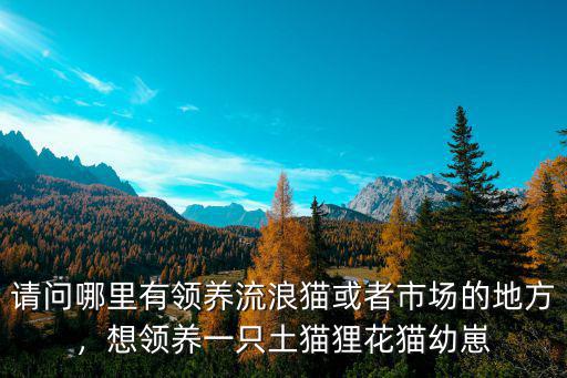 請(qǐng)問哪里有領(lǐng)養(yǎng)流浪貓或者市場(chǎng)的地方，想領(lǐng)養(yǎng)一只土貓貍花貓幼崽