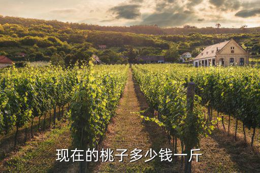 現在的桃子多少錢一斤