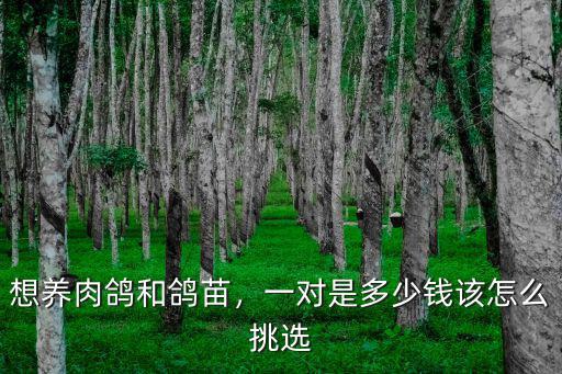 想養肉鴿和鴿苗，一對是多少錢該怎么挑選