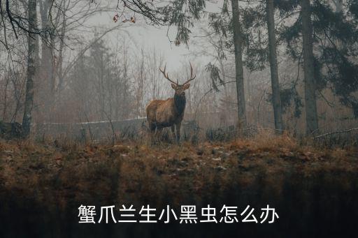 蟹爪蘭生小黑蟲(chóng)怎么辦