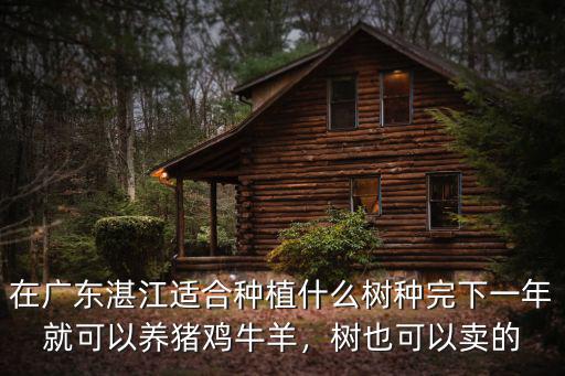 湛江古樹在哪里,在廣東湛江適合種植什么樹
