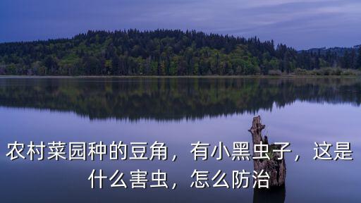 廣東怎么防治小黑蟲,蟹爪蘭生小黑蟲怎么辦