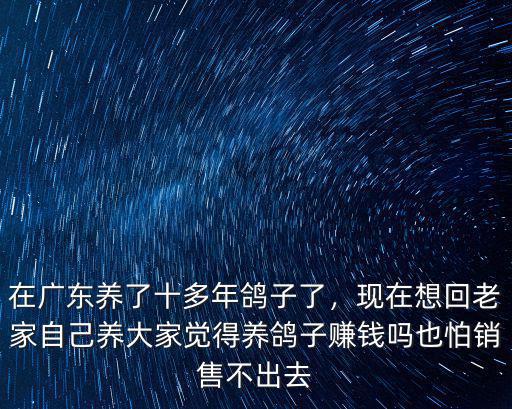 廣東哪里養鴿子的最多,在廣東養了十多年鴿子了