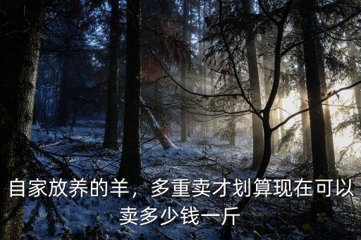 東莞哪里綿羊多少錢一斤,現在小母羊多少錢一斤