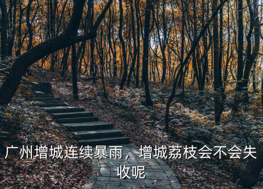 廣州增城連續暴雨，增城荔枝會不會失收呢