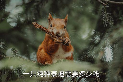 一只純種泰迪需要多少錢