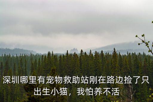 深圳龍崗哪里有動物領養,深圳哪里有寵物救助站
