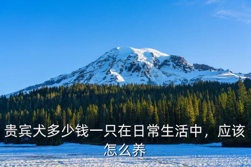 小貴賓犬多少錢一只黑色中山,貴賓犬多少錢一只