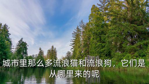 深圳哪里 流浪貓,它們是從哪里來的呢