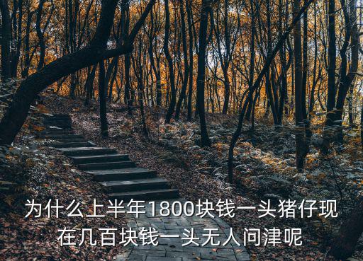 今天廣東廉江仔豬多少錢一頭,2019仔豬多少錢一頭