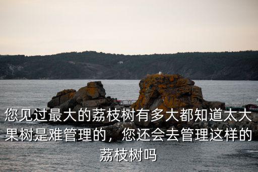 廣州市荔枝樹有多少年,您見過最大的荔枝樹有多大