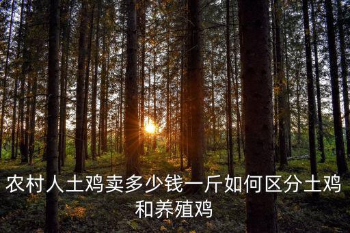 清遠麻雞散養多少錢一斤,農村人土雞賣多少錢一斤