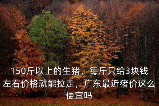 廣東30斤小豬多少錢,30斤小豬仔