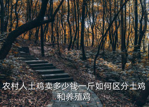農村人土雞賣多少錢一斤如何區分土雞和養殖雞