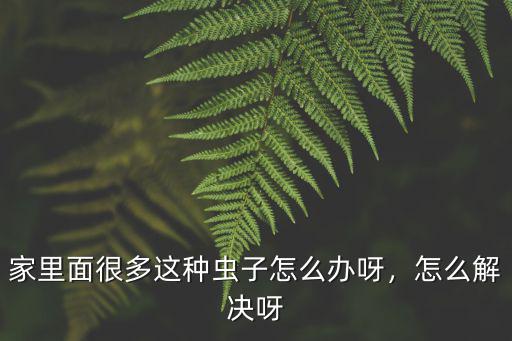 家里面很多這種蟲子怎么辦呀，怎么解決呀