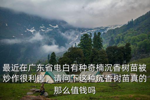 最近在廣東省電白有種奇楠沉香樹苗被炒作很利害，請問下這種沉香樹苗真的那么值錢嗎