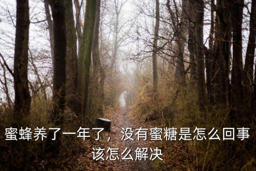 廣東養豐堂多少年了,蜜蜂養了一年了