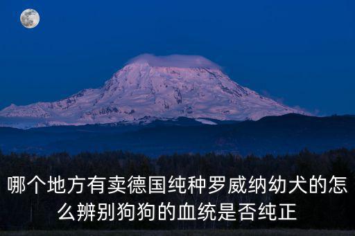 哪個地方有賣德國純種羅威納幼犬的怎么辨別狗狗的血統是否純正
