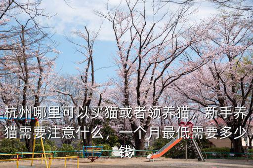 杭州哪里有賣貓咪的多少錢一只,銀漸層貓多少錢一只