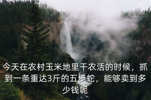 廣東石龍子多少錢,目前石龍子的價格是多少