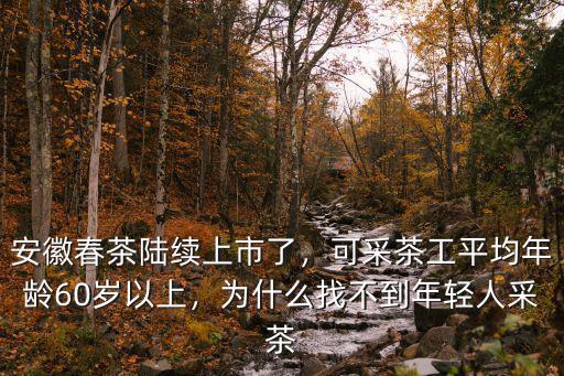 浙江采茶工1天多少錢,采茶工一天采摘多少斤
