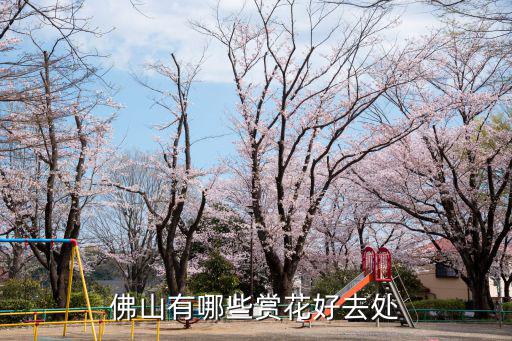 佛山五月份哪里有花海看,佛山有哪些賞花好去處