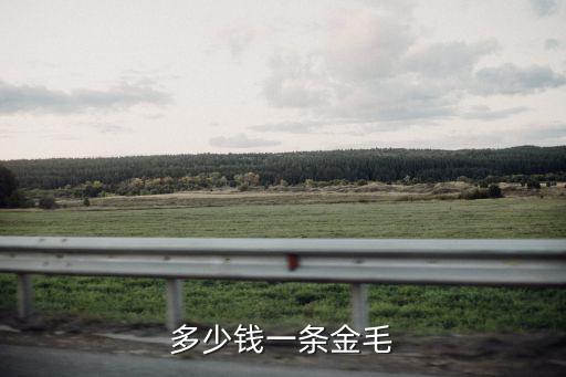 多少錢一條金毛