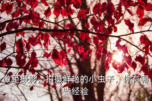深圳哪里有蟲子拍攝,拍攝鮮艷的小蟲子