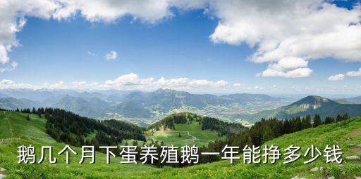 揚州白鵝一年下多少單,養(yǎng)殖鵝一年能掙多少錢