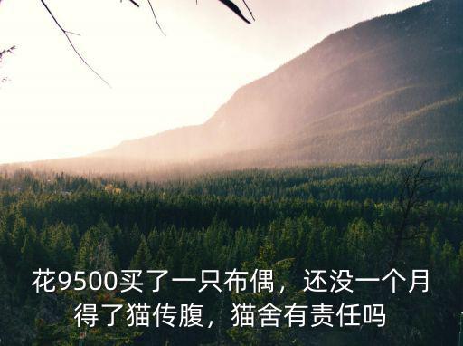 廣東布偶貓多少錢一只,萌新想養(yǎng)一只貓