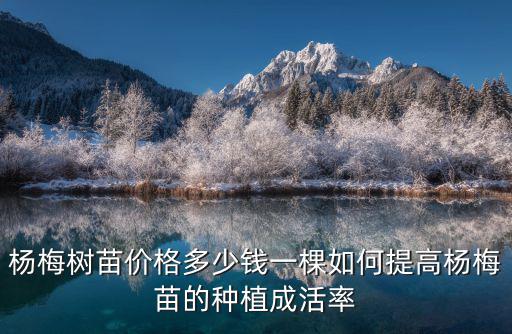 浙江東魁楊梅樹苗多少錢一棵,楊梅樹苗價格多少錢一棵