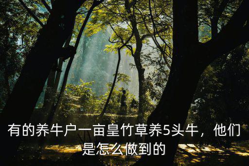 有的養(yǎng)牛戶一畝皇竹草養(yǎng)5頭牛，他們是怎么做到的