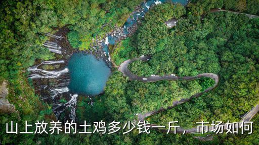 無錫土雞市場價格多少,山上放養(yǎng)的土雞多少錢一斤