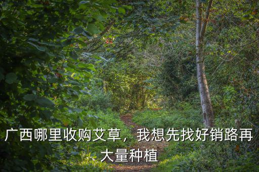 廣東哪里有收購艾葉,廣西哪里收購艾草