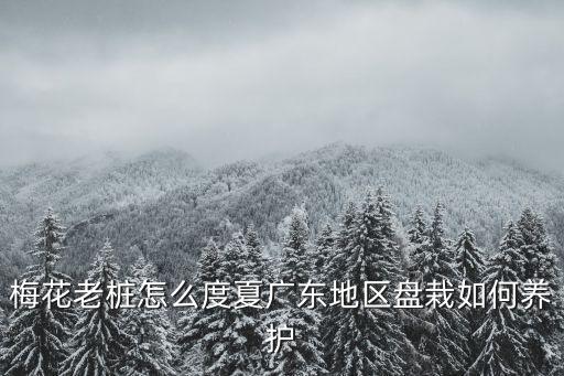 廣東四季梅怎么養護,梅花老樁怎么度夏