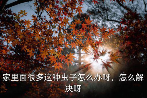家里面很多這種蟲子怎么辦呀，怎么解決呀