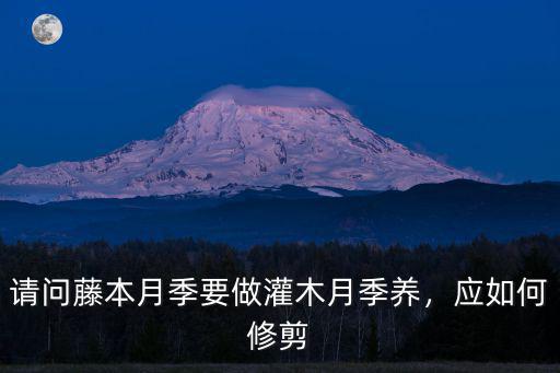 請問藤本月季要做灌木月季養，應如何修剪