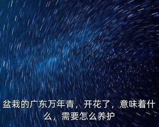 盆栽的廣東萬年青，開花了，意味著什么，需要怎么養護