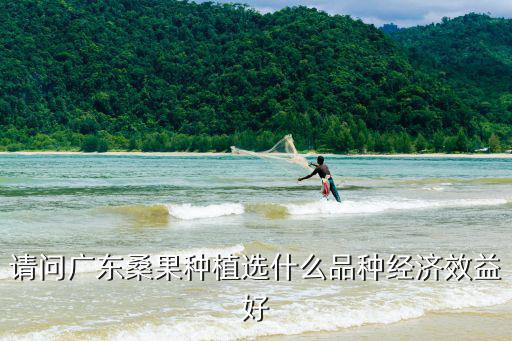 請(qǐng)問廣東桑果種植選什么品種經(jīng)濟(jì)效益好