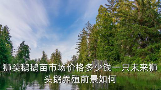 江蘇鹽城獅頭鵝苗一只多少錢,養(yǎng)兩千只鵝大概需要多少錢