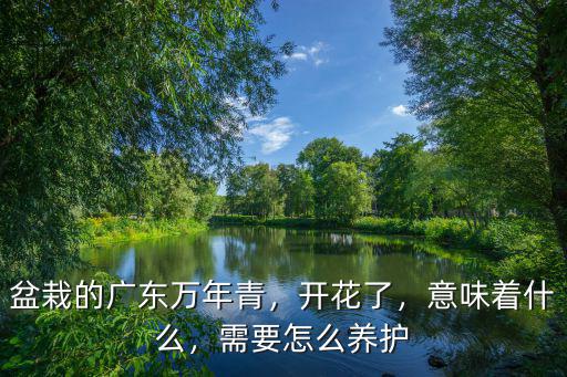 廣東萬年青怎么造型,盆栽的廣東萬年青