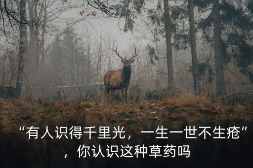 千里光草藥潮州話怎么說,有人識得千里光
