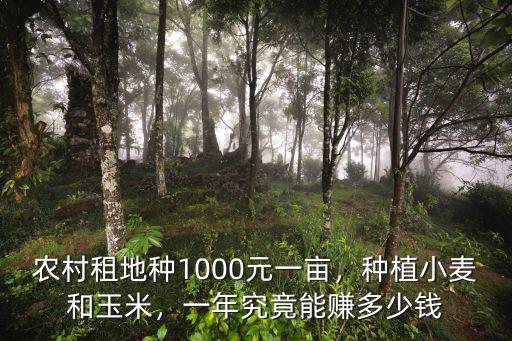 江蘇鹽城種地一年可以賺多少錢,一年究竟能賺多少錢