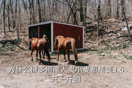 河南省現(xiàn)在小麥多少錢一斤,現(xiàn)在普麥一斤多少錢