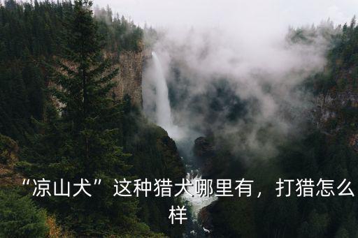 “涼山犬”這種獵犬哪里有，打獵怎么樣