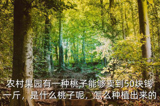 常州岑村的桃子多少錢一斤,現在的桃子多少錢一斤