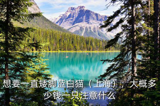 想要一直矮腳藍白貓（上海），大概多少錢一只注意什么