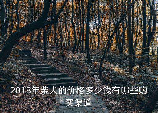2018年柴犬的價格多少錢有哪些購買渠道