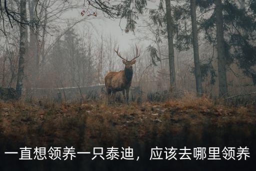 許昌哪里可以領養狗,可以去哪里領養一只狗狗