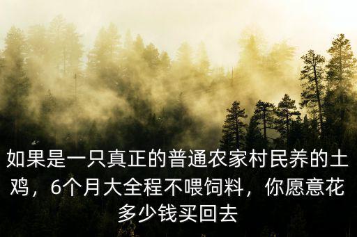 如果是一只真正的普通農(nóng)家村民養(yǎng)的土雞，6個月大全程不喂飼料，你愿意花多少錢買回去